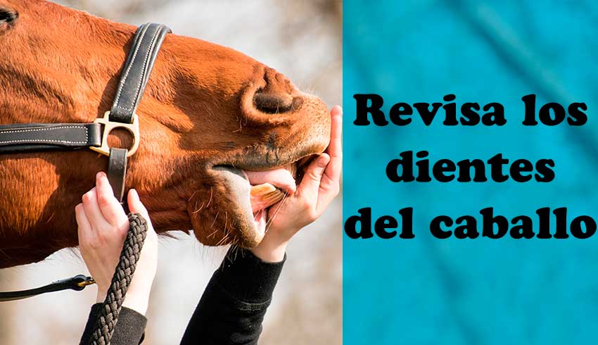 ¿Tienes que revisar los dientes del caballo?