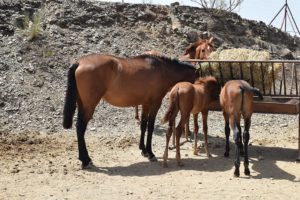 consejos para comprar caballos