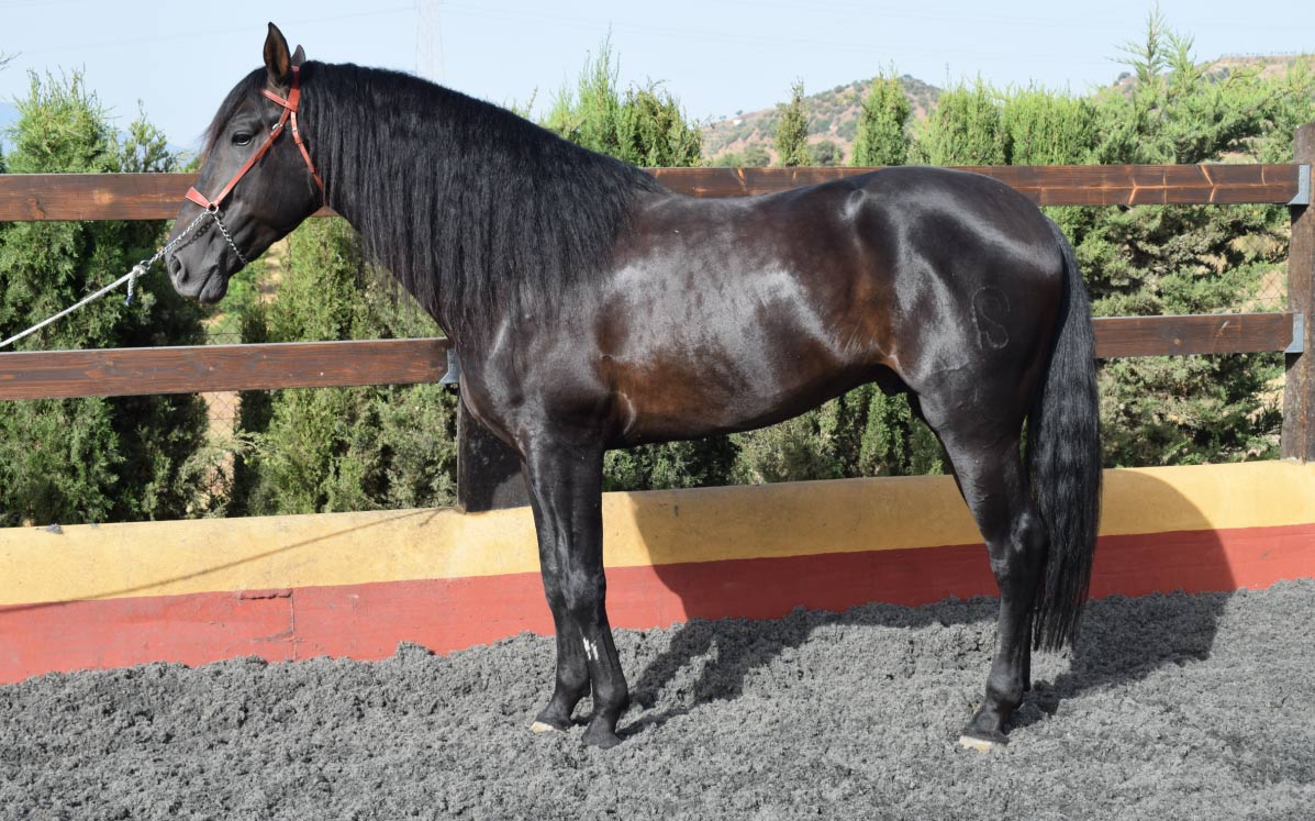 Ultimado1 caballos en venta