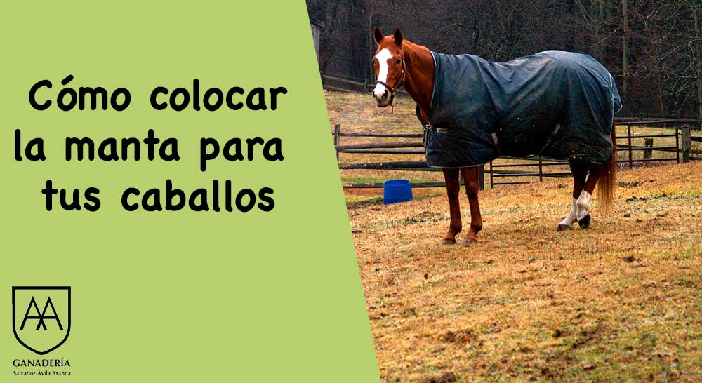 Como ponerle la manta al caballo