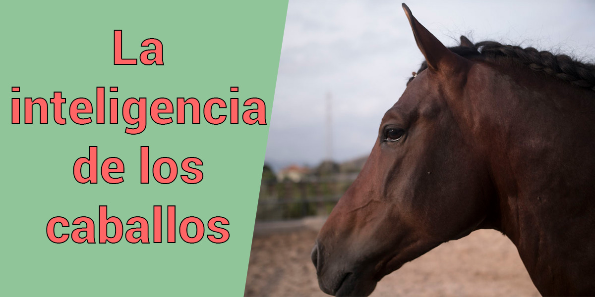 inteligencia de los caballos