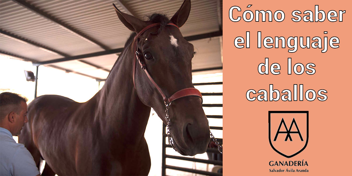 El lenguaje de los caballos